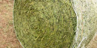 wrapped hay bale