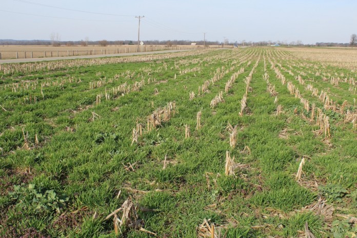 Brandt green covers Cover crops