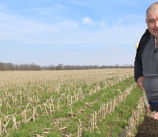 Cover crops and earth.
