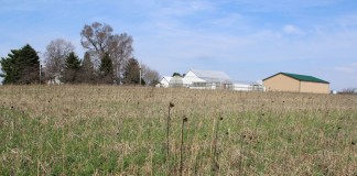 Mixed cover crops