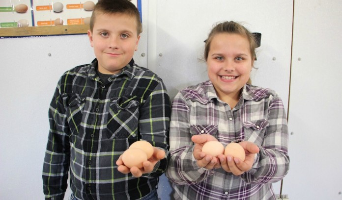 Calame poultry kids Calame poultry kids