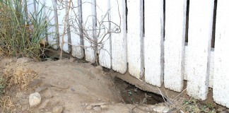 Groundhog holes