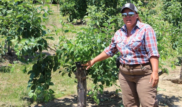 Grafting at Quarry Hill Orchards OPGMA grafting