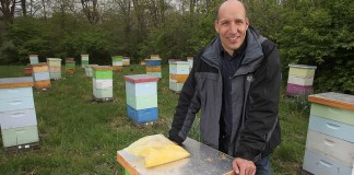 Honeybees and Purdue research