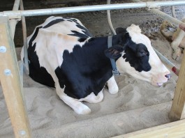 A cow resting in a bedded stall.