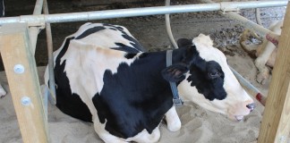 A cow resting in a bedded stall.