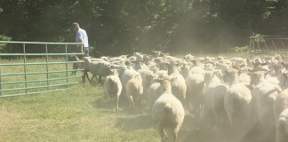 Rodger Sharp sheep flock
