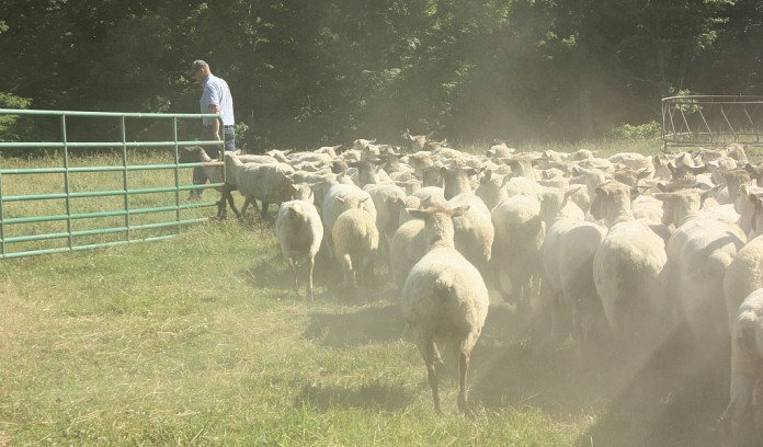 Rodger Sharp sheep flock Rodger Sharp sheep flock