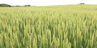 wheat field, Lake Erie, water quality,