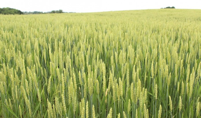 Wheat wheat field, Lake Erie, water quality,