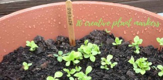 aster seedlings growing in container