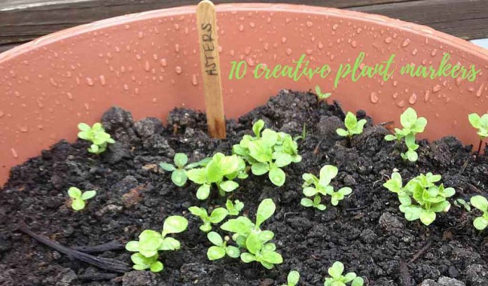 aster seedlings growing in container aster seedlings growing in container