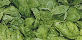 basil leaves