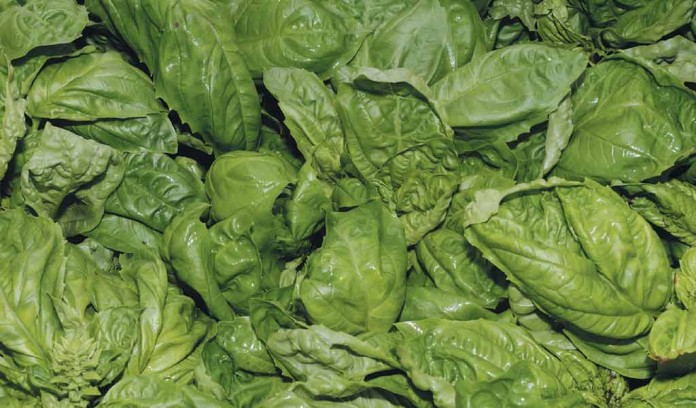 basil leaves basil leaves
