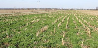 Cover crops