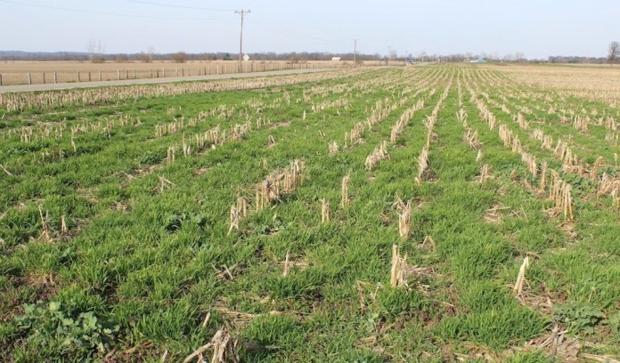 Cover crops