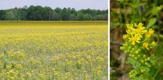 cressleaf groundsel