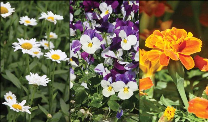 English daisies, pansies and marigolds collage