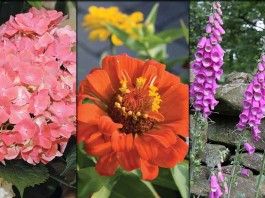 hydrangea, zinnia, foxgloves collage