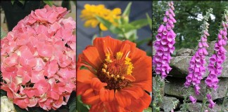 hydrangea, zinnia, foxgloves collage