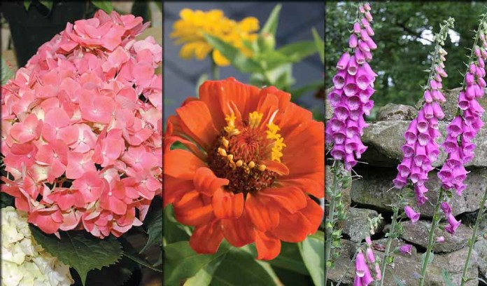 hydrangea, zinnia, foxgloves hydrangea, zinnia, foxgloves collage