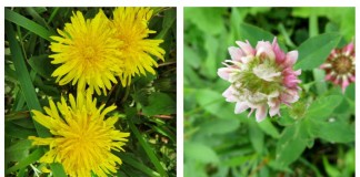 garden weeds