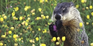 groundhog
