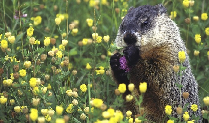 groundhog groundhog