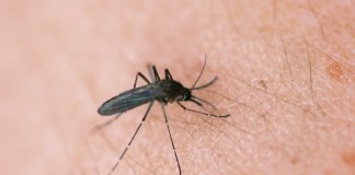 mosquito