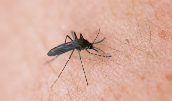 mosquito mosquito