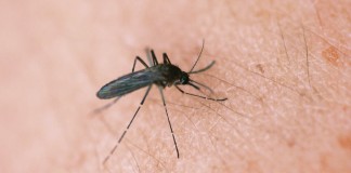 mosquito