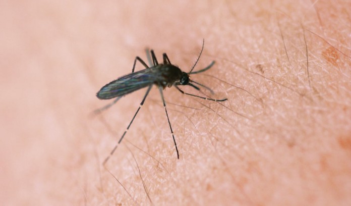 mosquito mosquito