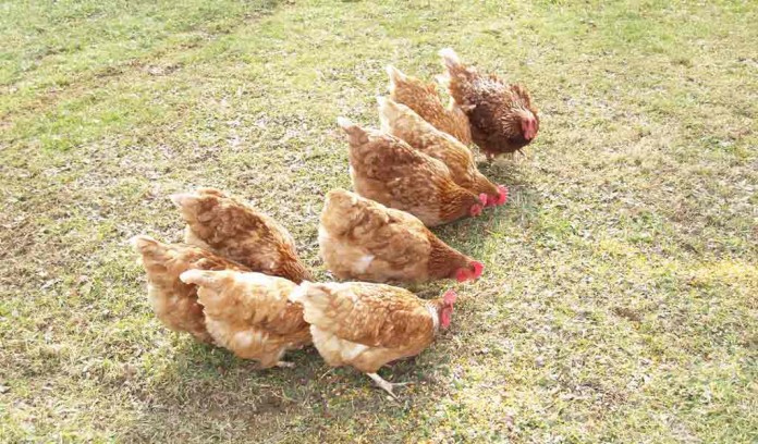 pastured poultry chickens pastured poultry chickens