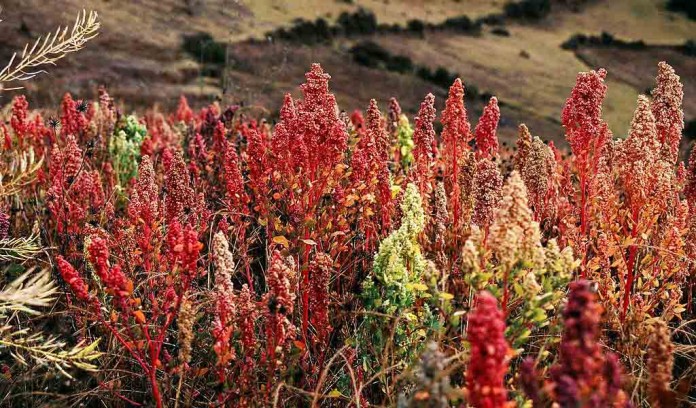 quinoa growing quinoa growing