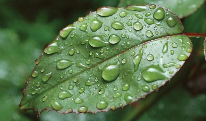 raindrops on leaf raindrops on leaf