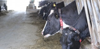 Feed alley