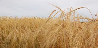 barley fields