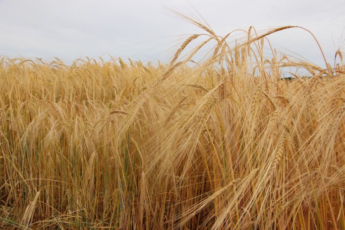 small grains3 barley fields