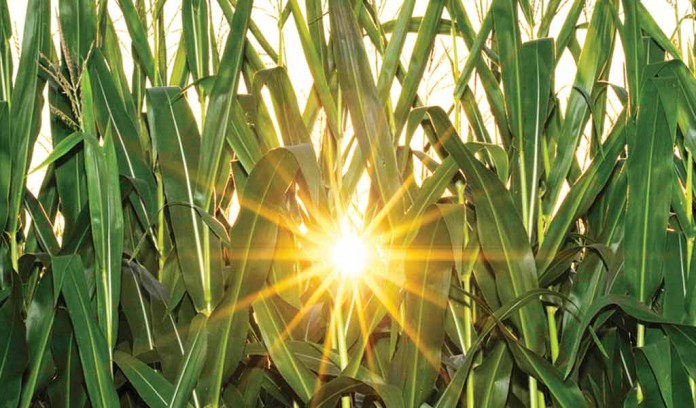 sun through corn field sun through corn field