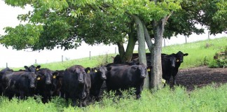 Beef cattle in group