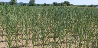 Drought-stricken corn