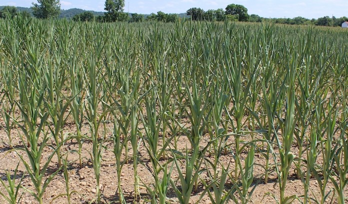 Drought corn Drought-stricken corn