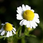 English chamomile