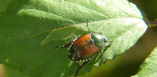 Japanese beetle
