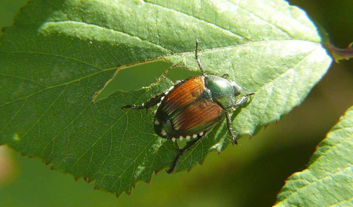 Japanese beetle Japanese beetle