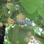 Flowers of Large-leaf Linden Tree