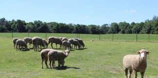 Dick Matlack sheep