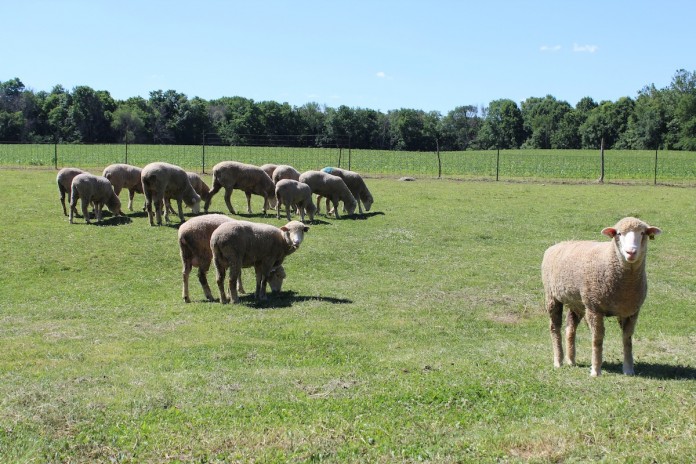 Matlack sheep group Dick Matlack sheep