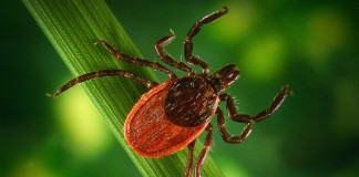 Closeup of a tick