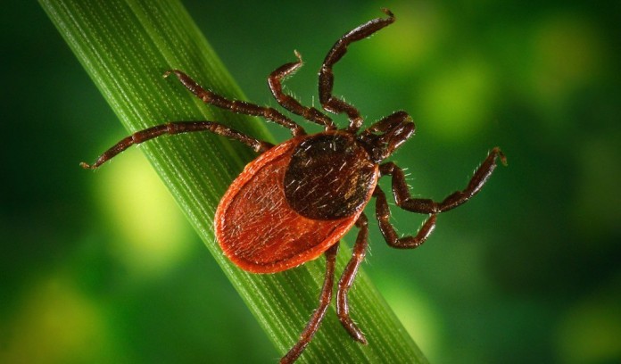 Single tick Closeup of a tick